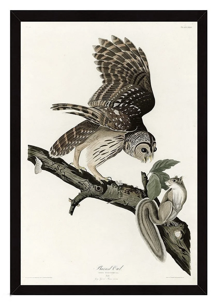 Barred Owl Antique Audubon Print