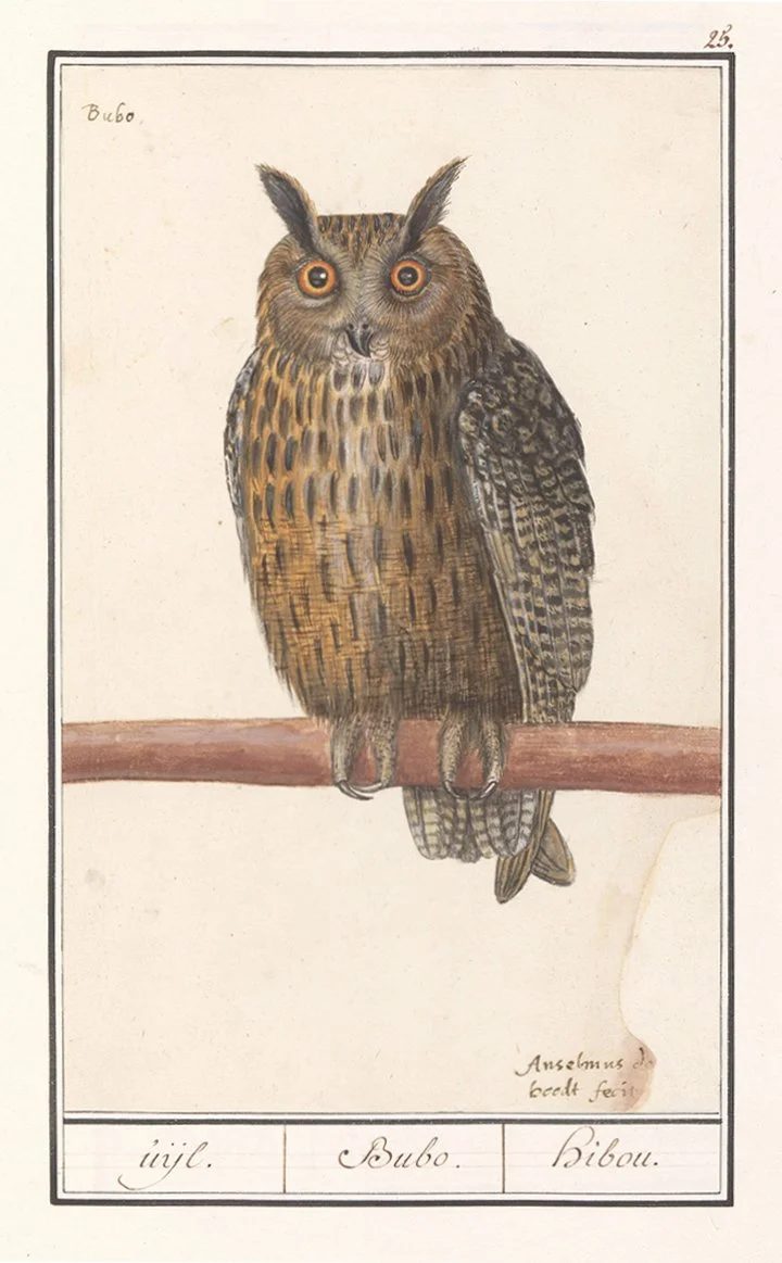de-boodt-long-eared-owl-museum-outlets.jpg