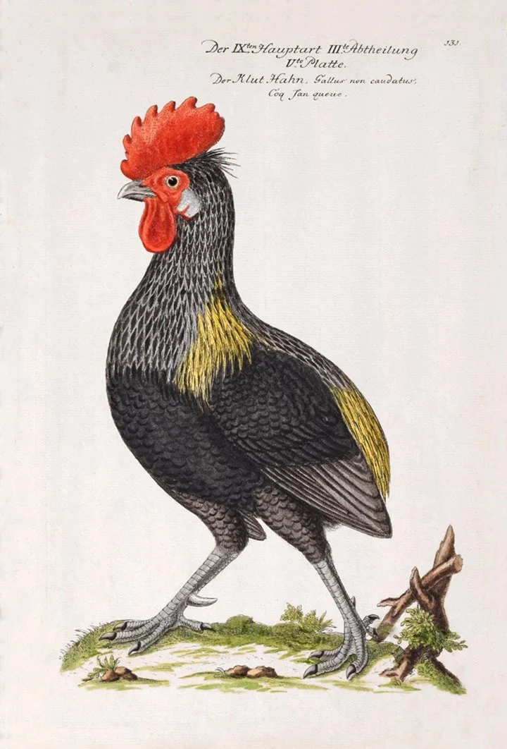 Frisch-Antique-Rooster-print-museum-outlets.jpg