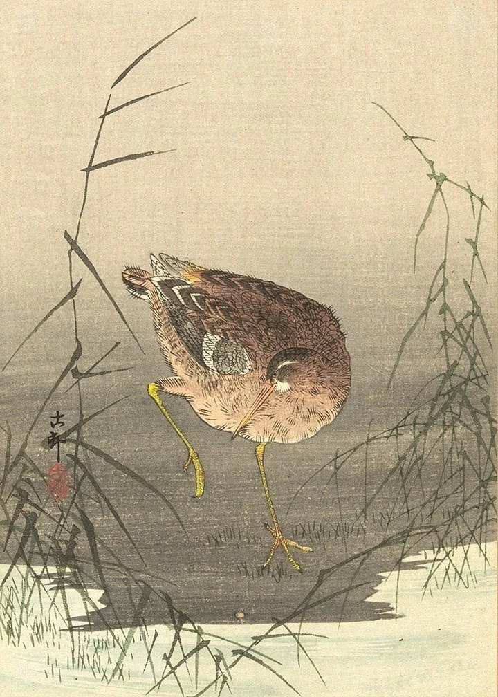 japanese woodcut snipe bird antique asian print