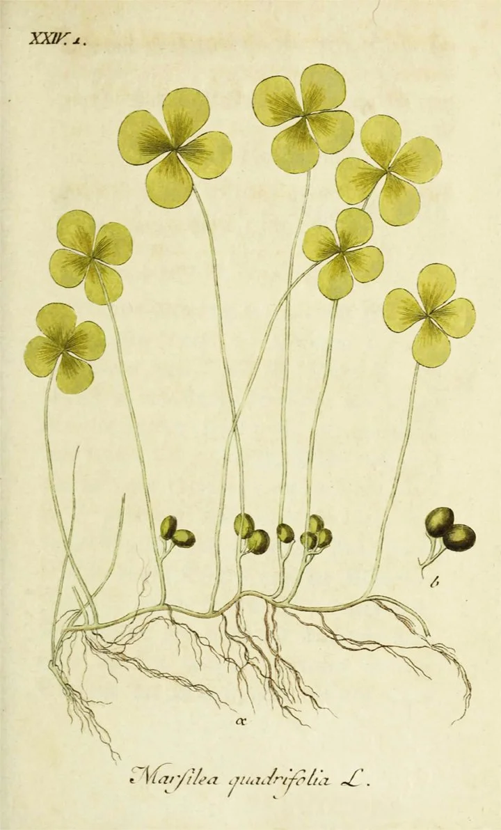clover-early-antique-botanical-print-museum-outlets.jpg