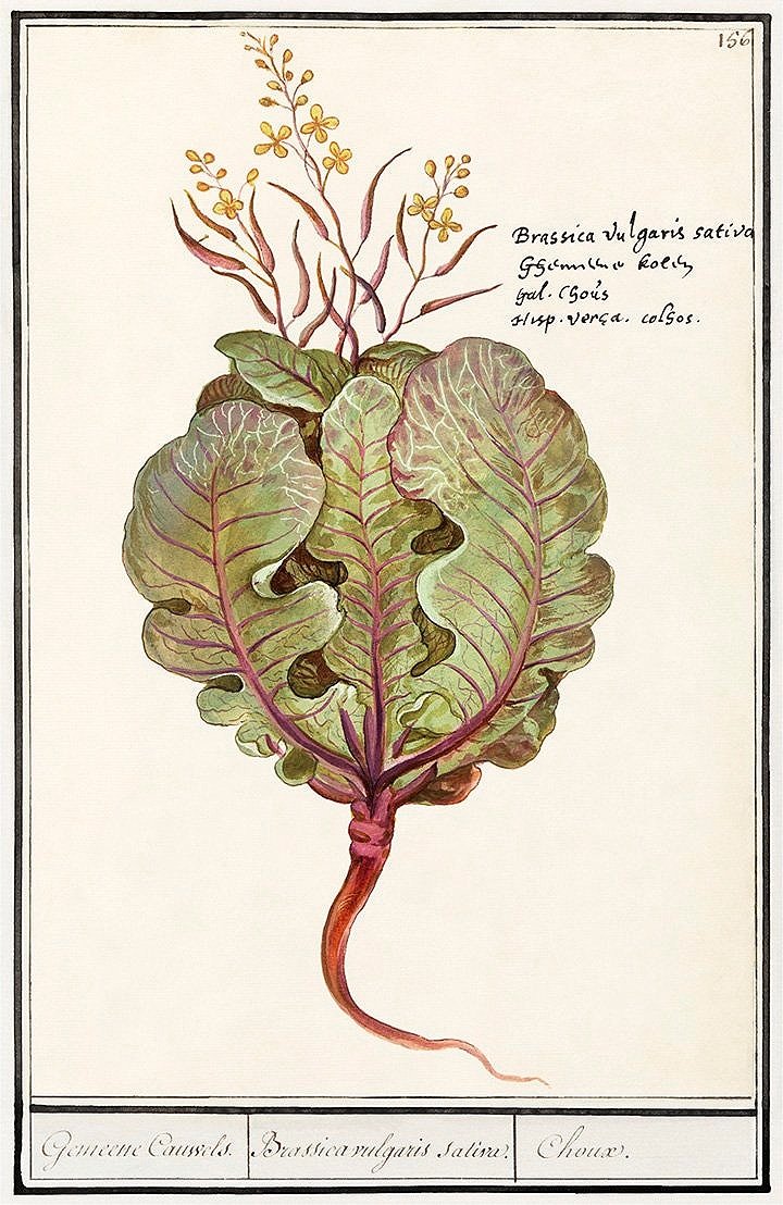 brassica-cabbage-antique-botanical-print-museum-outlets.jpg