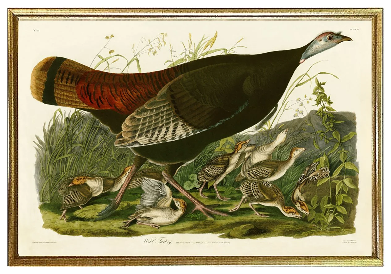 audubon-wild-turkey-female-audubon-print-museum-outlets.jpg