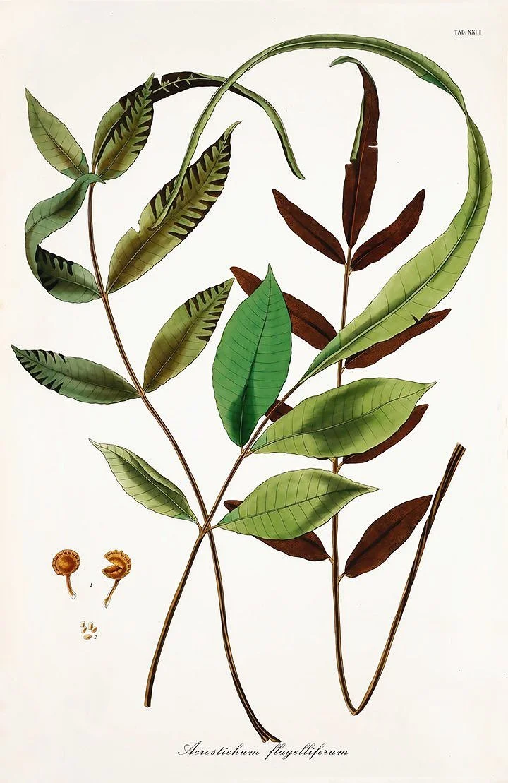 antique fern print icones filicum