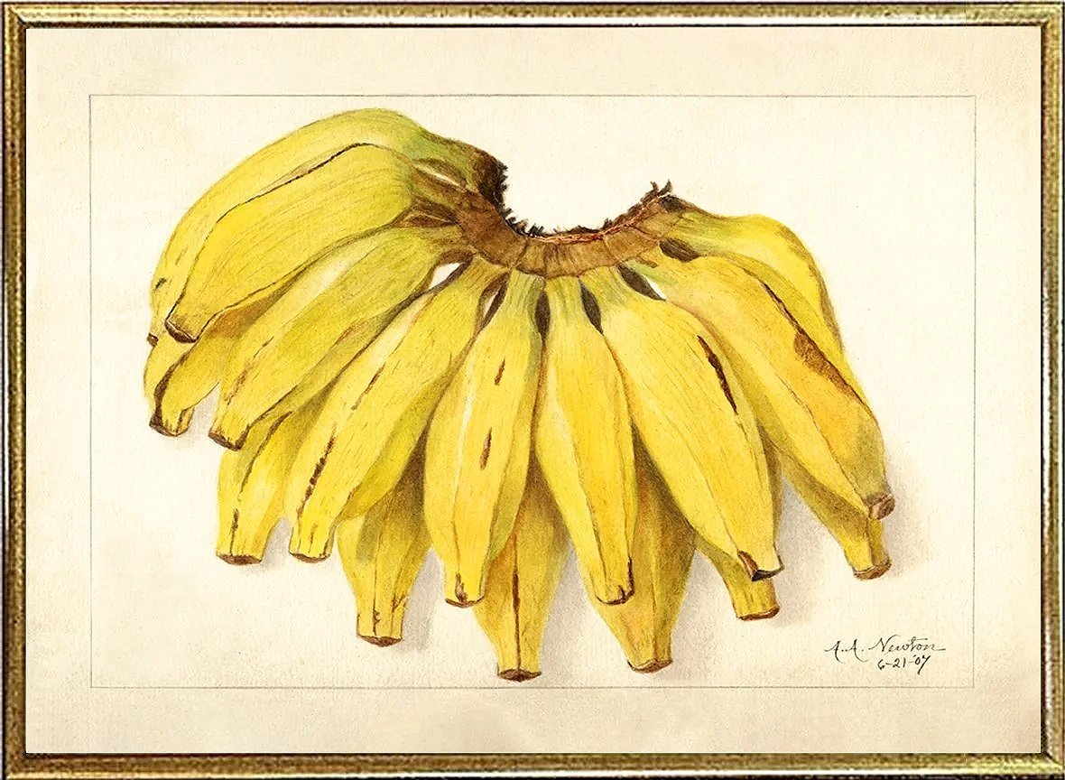 bananas-antique-fruit-print-museum-outlets.jpg