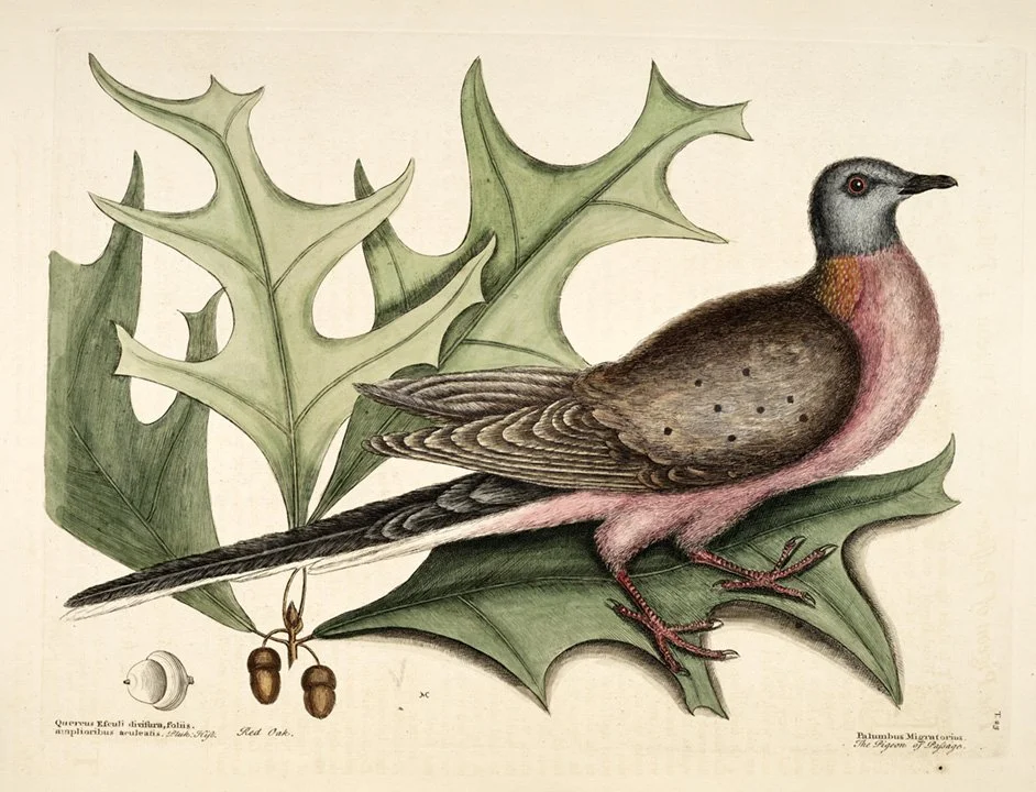Catesby-Pigeon-of-passage-antique-bird-prints-museum-outlets.jpg