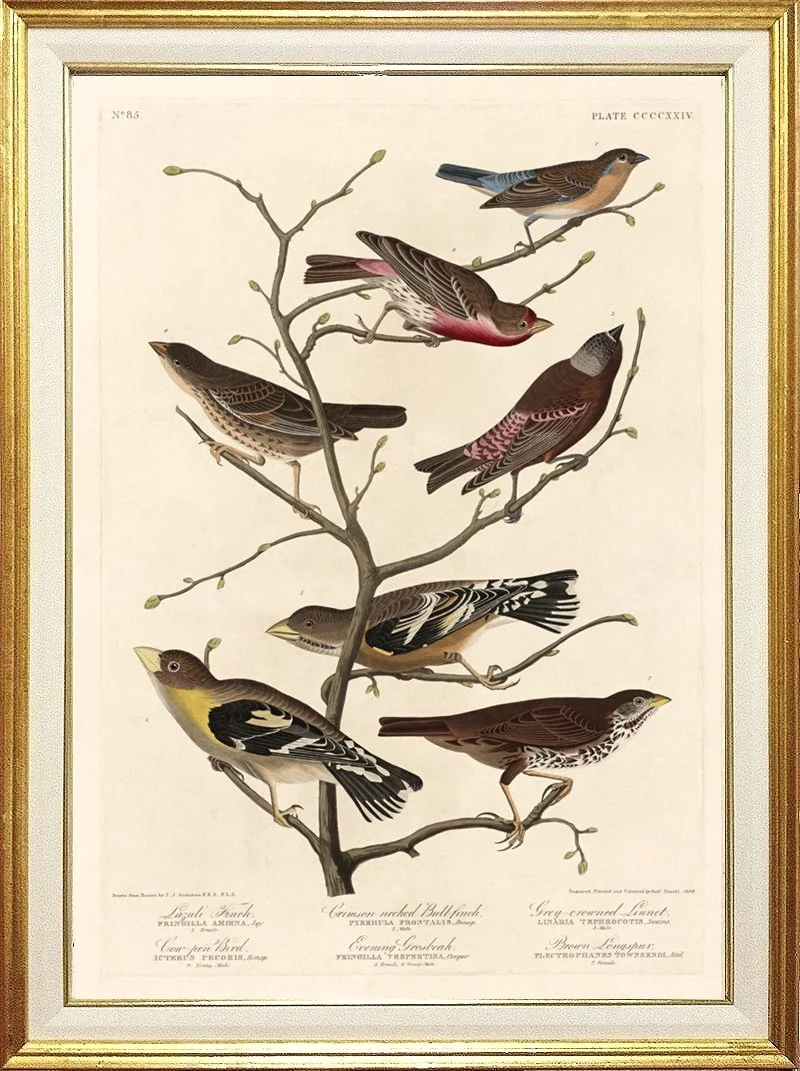 audubon-print-finch-museum-outlets-.jpg