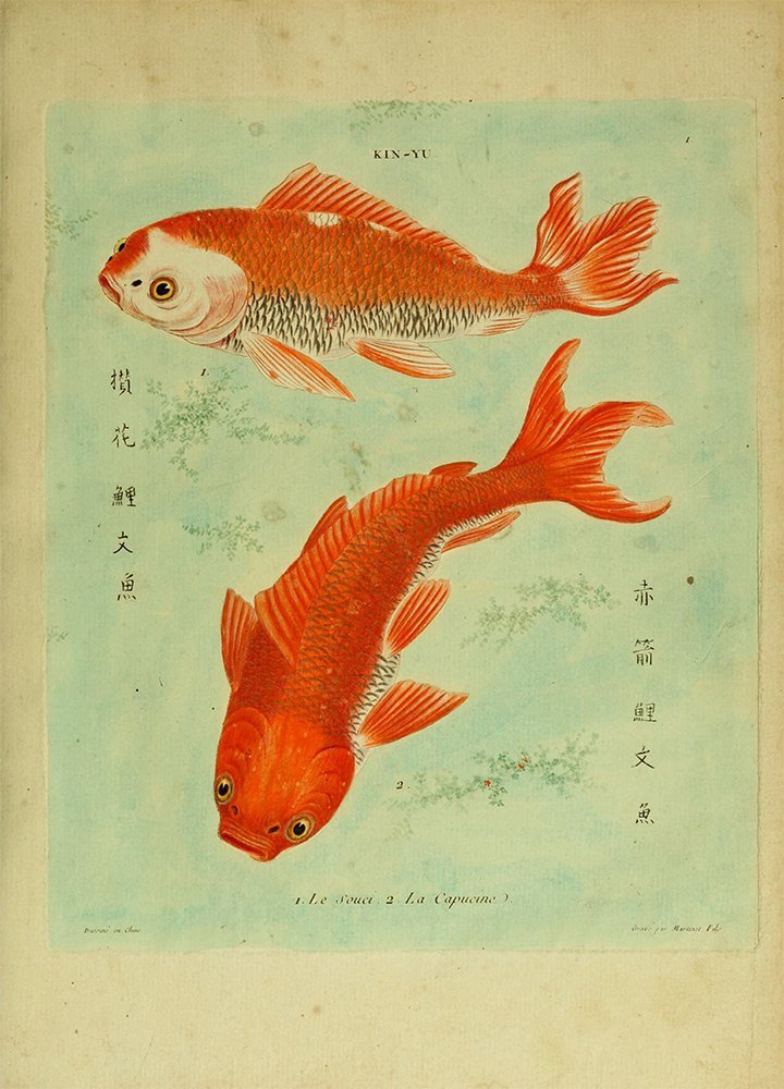 koi fish antique asian prints wall art