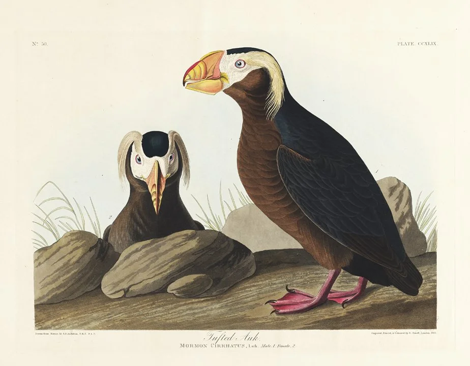 tufted auk audubon print