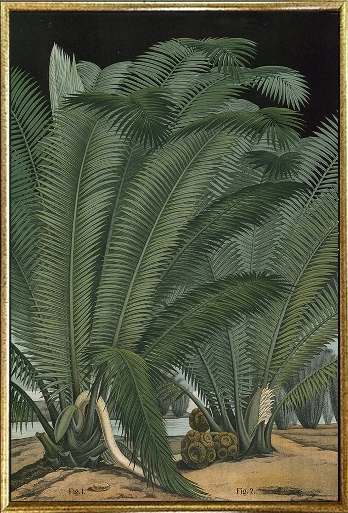 ivory-palm-vintage-botanical-print-museum-outlets.jpg