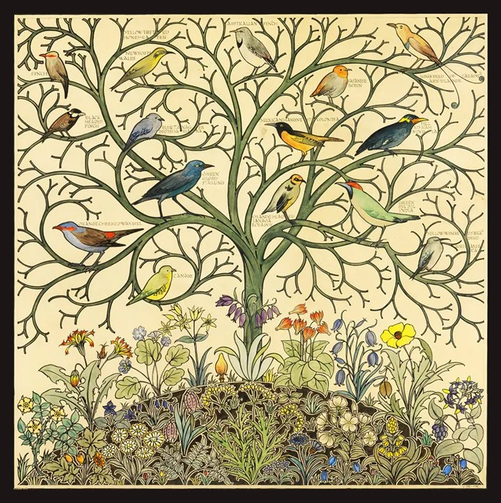 birds of many climes vintage ephemera print