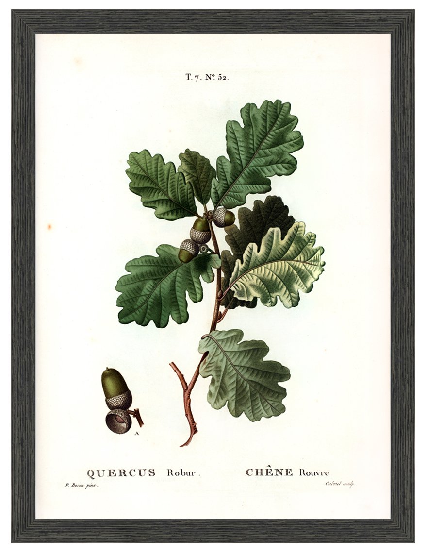 common-oak-leaf-antique-botanical-print-museum-ooutlets.jpg