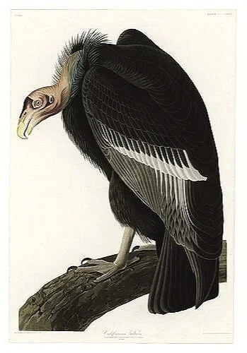 californian vulture antique audubon print