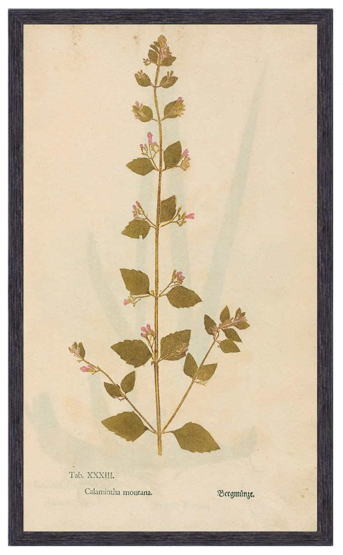 antique-mint-herb-plant-specimen-print-museum-outlets.jpg