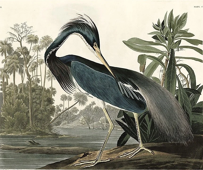 louisiana blue heron audubon print
