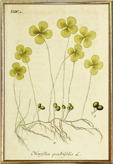 clover-antique-botanical-print-museum-outlets.jpg