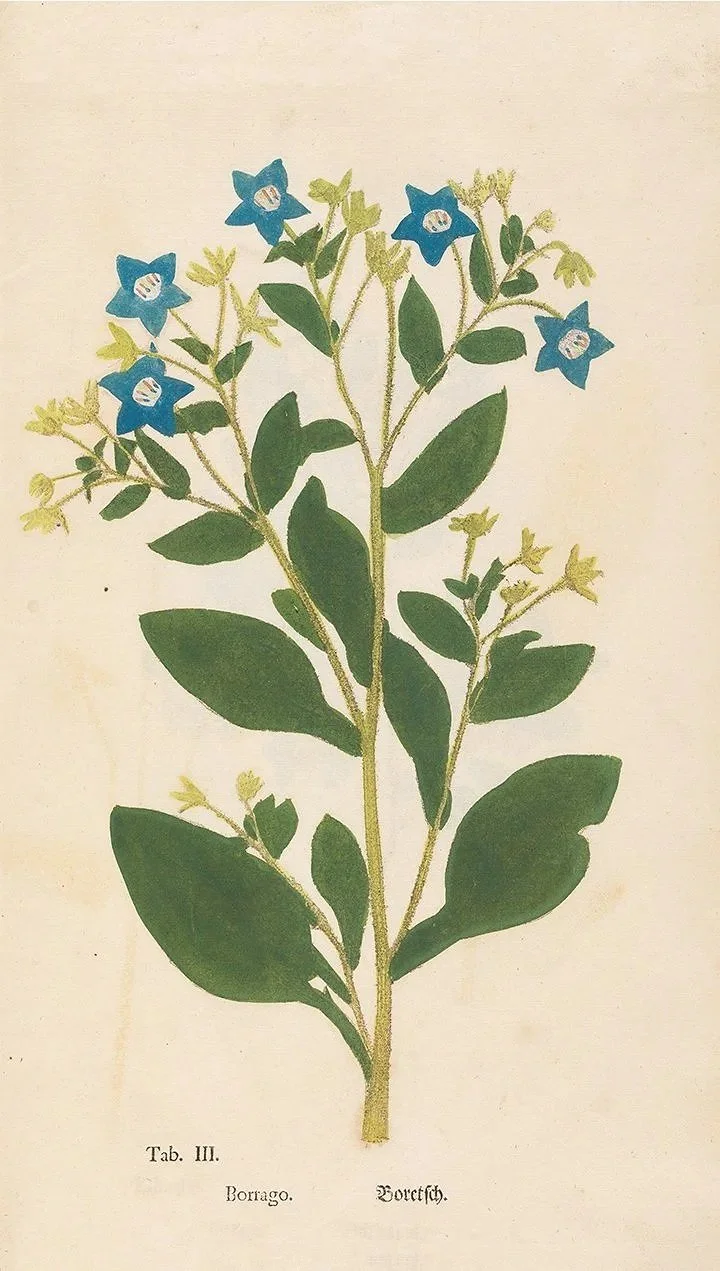 borrago-early-botanical-print-museum-outlets.jpg