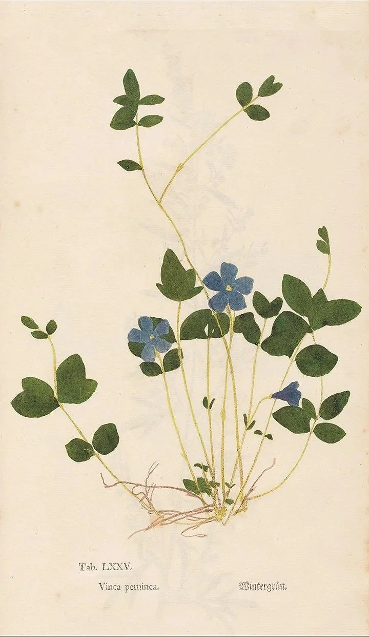 vinca-pernvinca-perriwinkle-early-botanical-print-museum-outlets.jpg