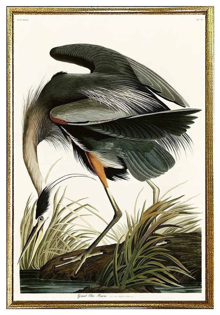 blue-heron-audubon-print-museum-outlets.jpg