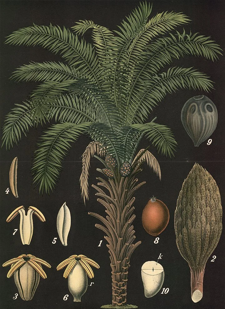 african-oil-palm-vintage-botanical-print.jpg
