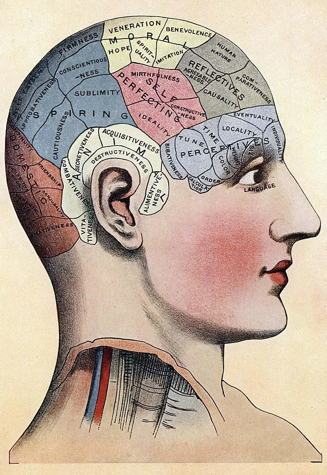 phrenology-chart-vintage-ephemera-print-museum-outlets.jpg