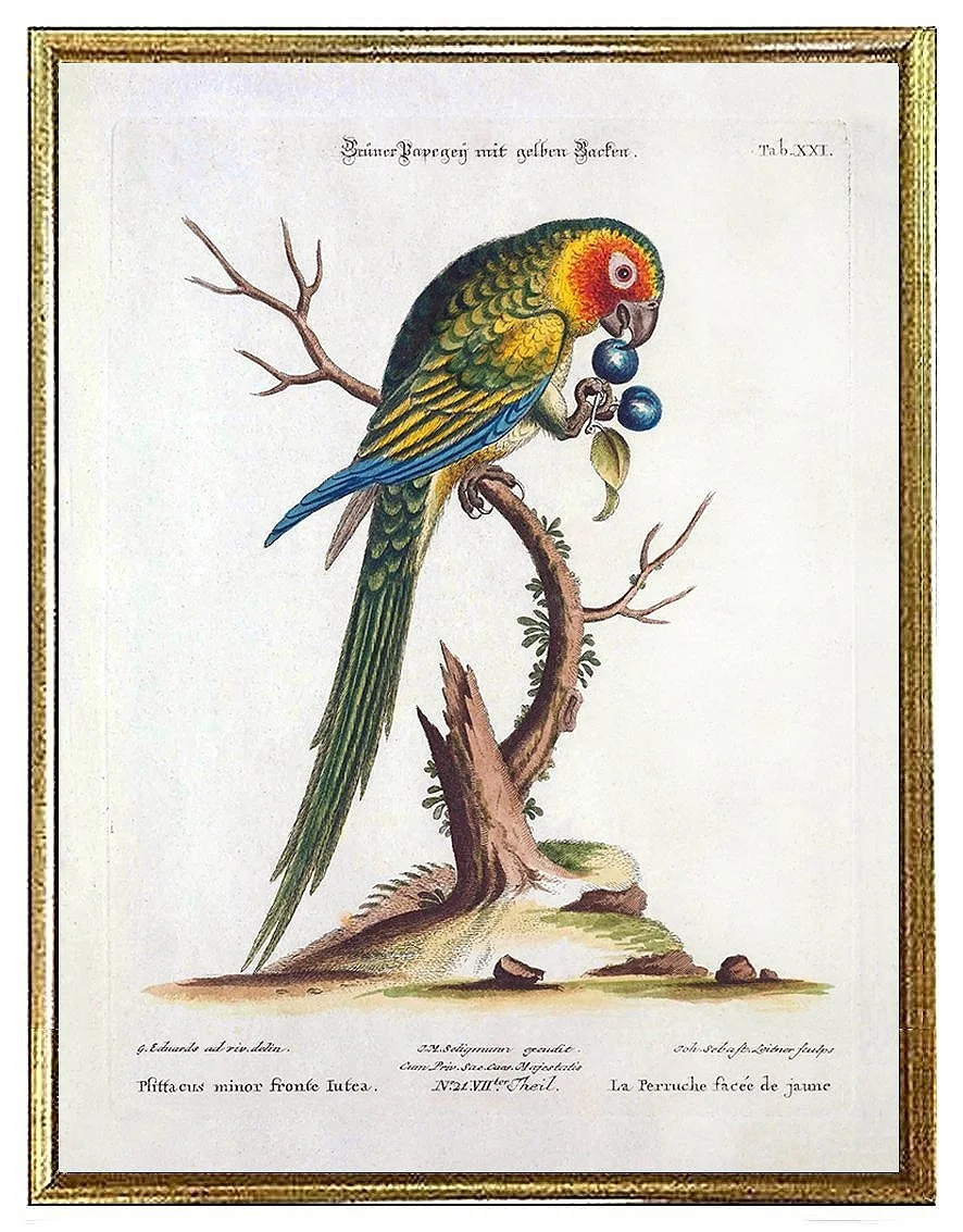 Green Parrot Antique Bird Print Edwards Seligman