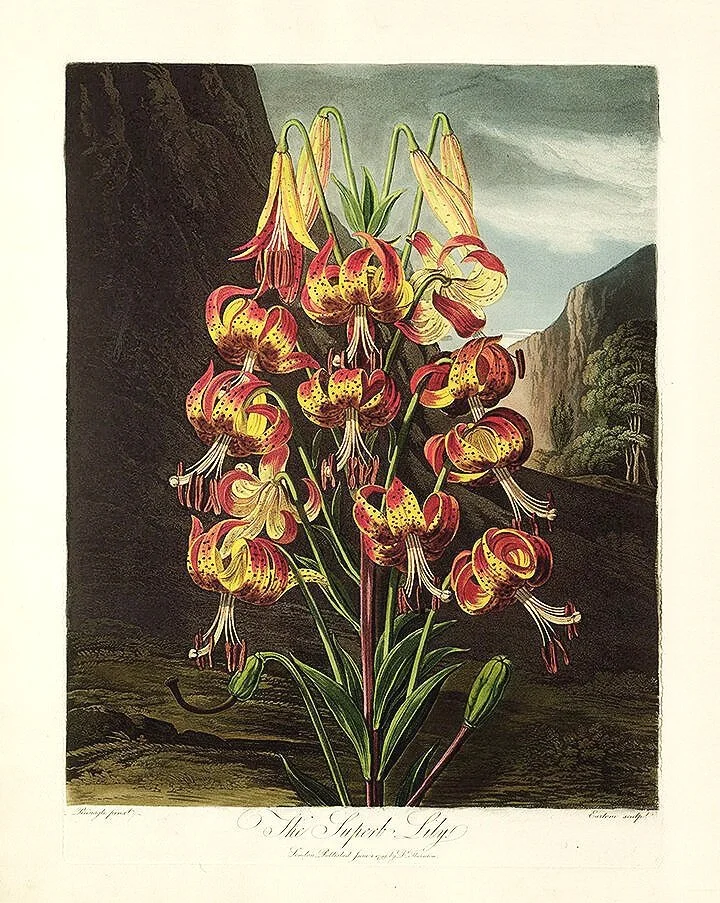 Thornton-superb-lily-antique-botanical-print-museum-outlets.jpg