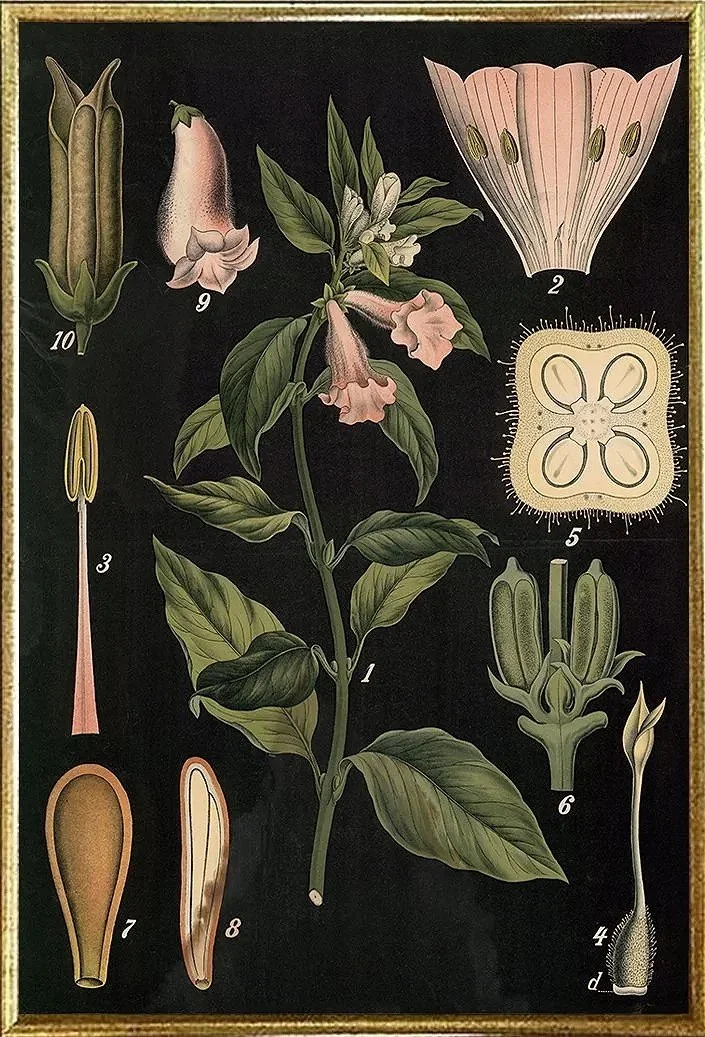 antique-botanical-print--museum-outlets.webp
