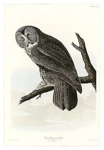 Great-Cinereous-Owl-audubon-prints-museum-outlets.jpg