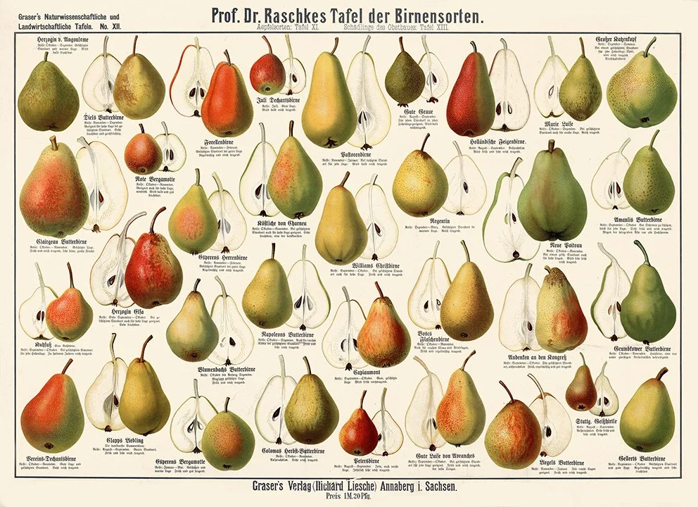 1909-pear-variety-vintage-fruit-print-museum-outlets.jpg