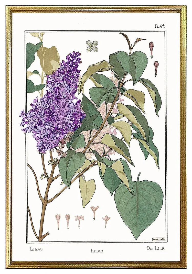 lilac-antique-botanical-print-museum-outlets.jpg