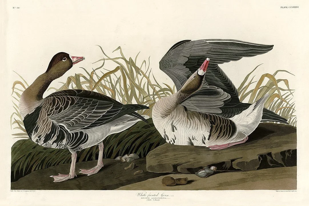 White Fronted Goose Audubon Print
