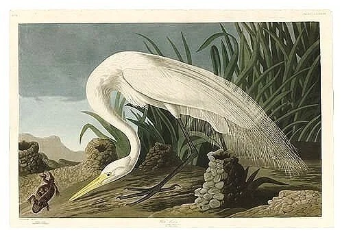 White Heron Audubon Giclee Prints