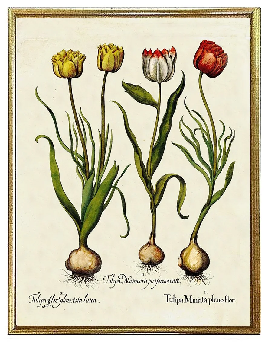 Besler-tulips-antique-botanical-print--museum-outlets.jpg