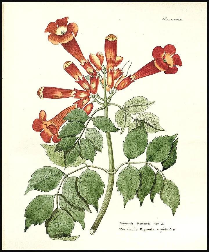 Common-Trumpet-Creeper-antique-botanical-print-museum-outlets.jpg