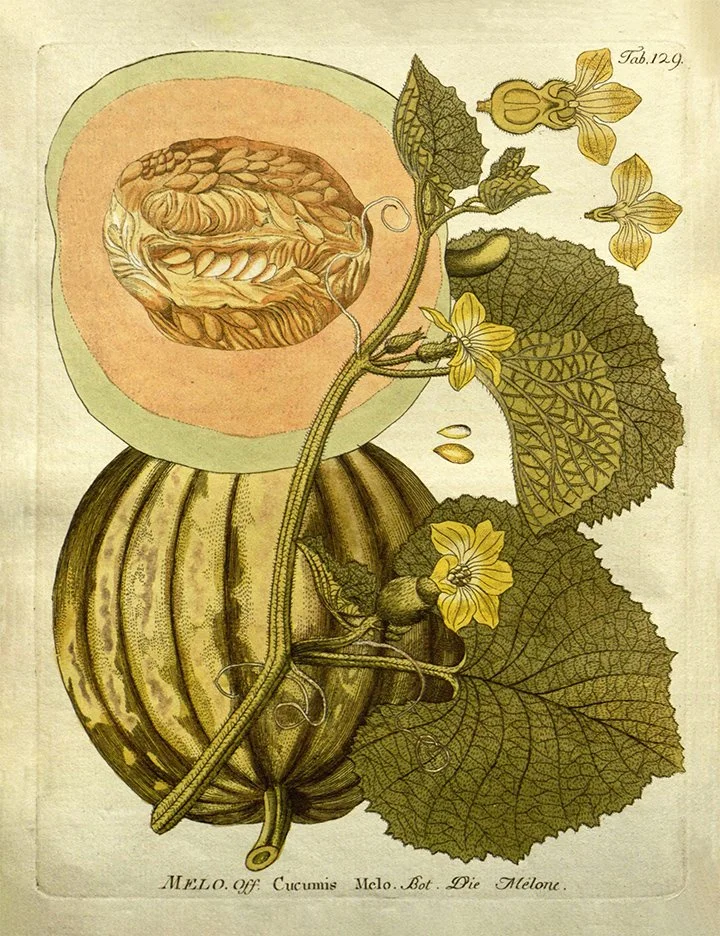 melon-antique-fruit-print-museum-outlets.jpg