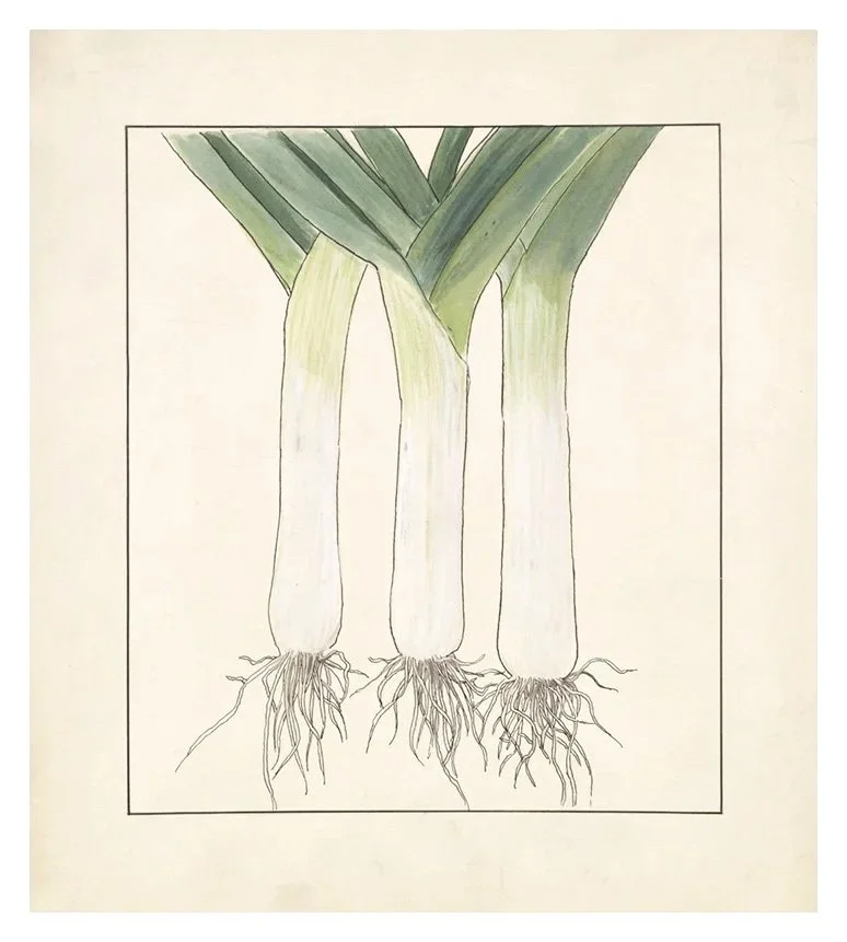 leeks-vintage-vegetable-print--museum-outlets.jpg