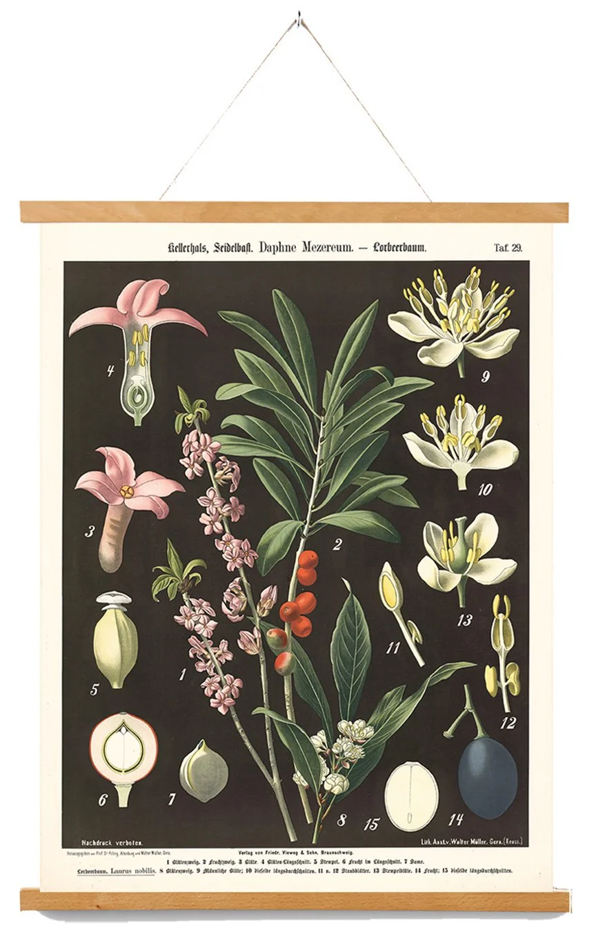 vintage-botanical-canvas-wall-charts-museum-outlets.jpg