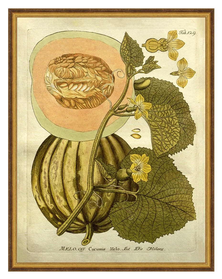 melon-antique-fruit-print--museum-outlets.jpg