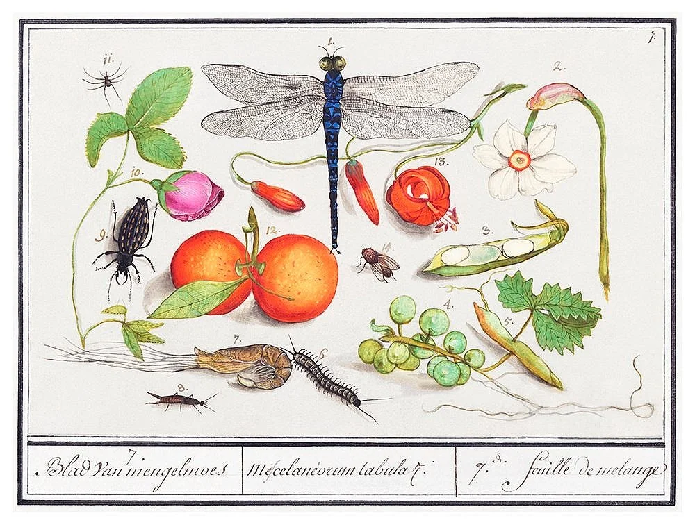 de-boodt-antique-dragonfly-insects-butterflies-print-museum-outlets+.jpg