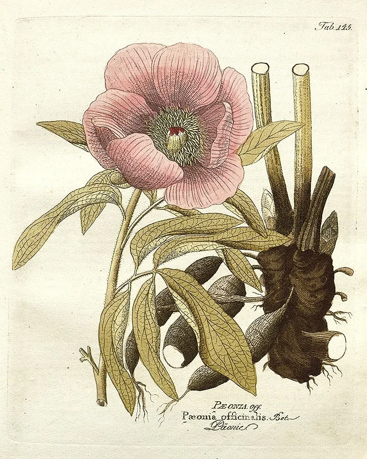 antique-floral-botanical-print-museum-outlets.jpg