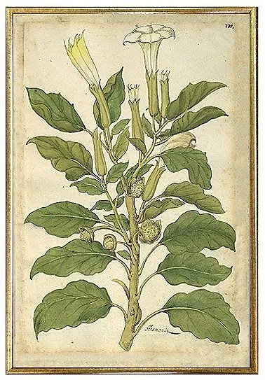 antique-botanical-white-flower-prints-museum-outlets.webp
