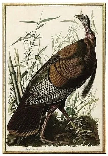 antique-audubon-print-wild-turkey-wall-art-museum-outlets.jpg