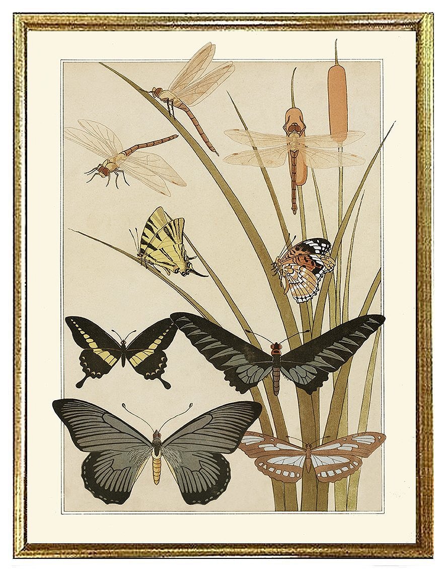 Verneuil Papillons Vintage Butterflies Print
