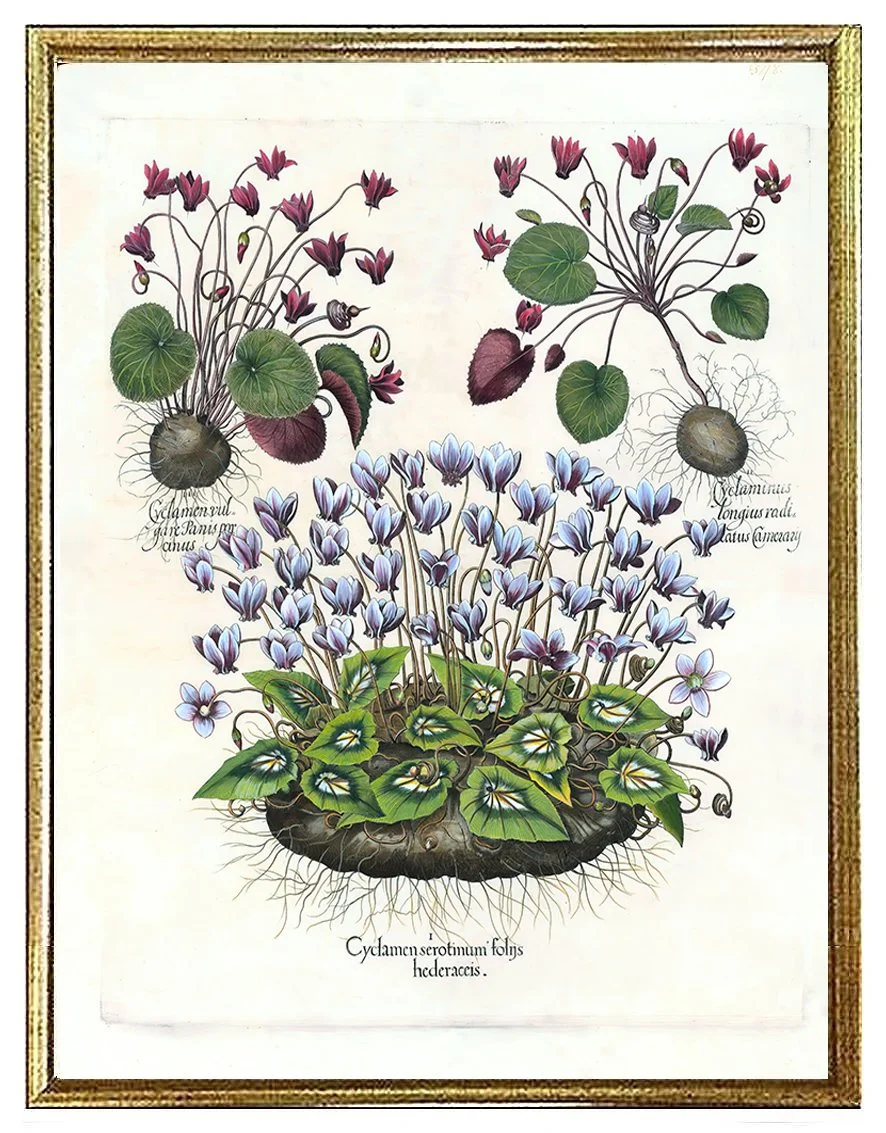 Besler-cyclamen-antique-botanical-print-museum-outlets.jpg