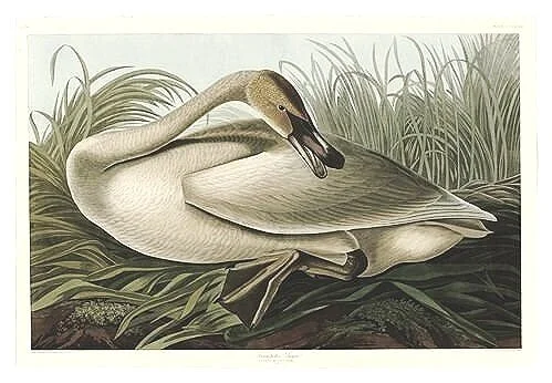 Trumpeter Swan Antique Audubon Print
