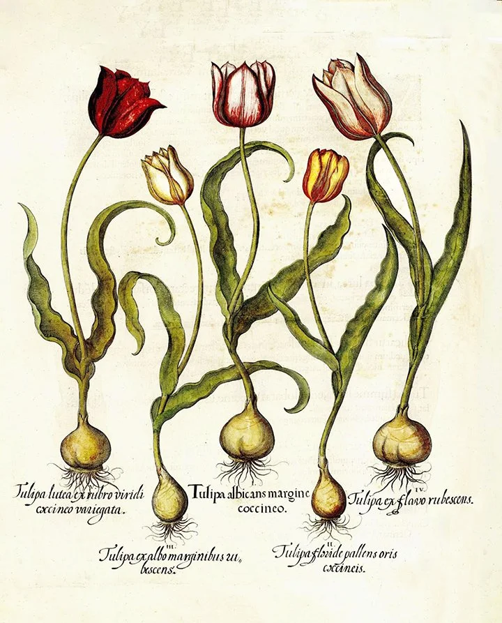Besler-tulips-antique-botanical-print-museum-outlets.jpg