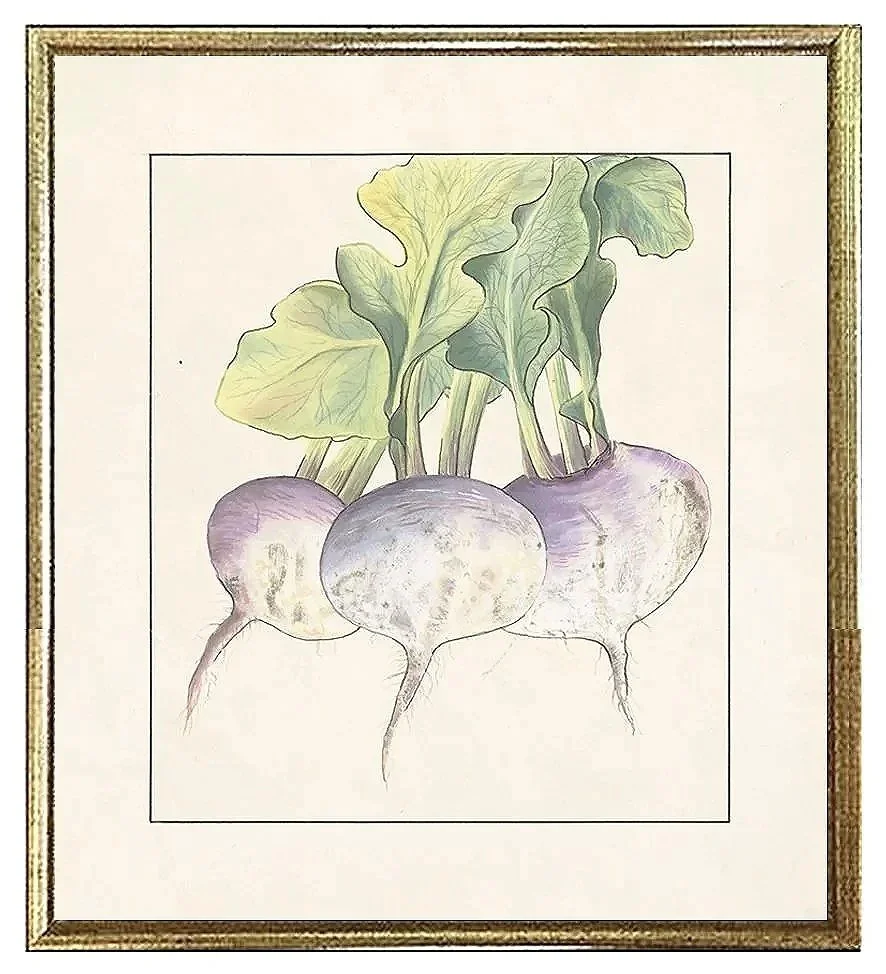rutabaga-vintage-vegetable-print--museum-outlets.jpg