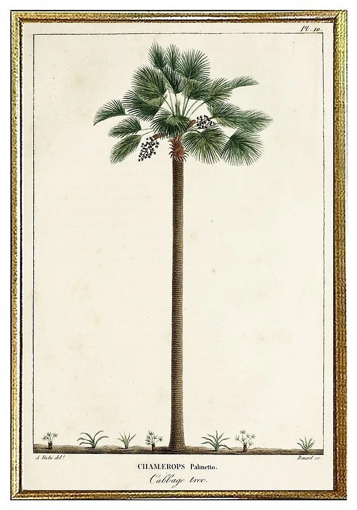 chamerops palmetto antique botanical print