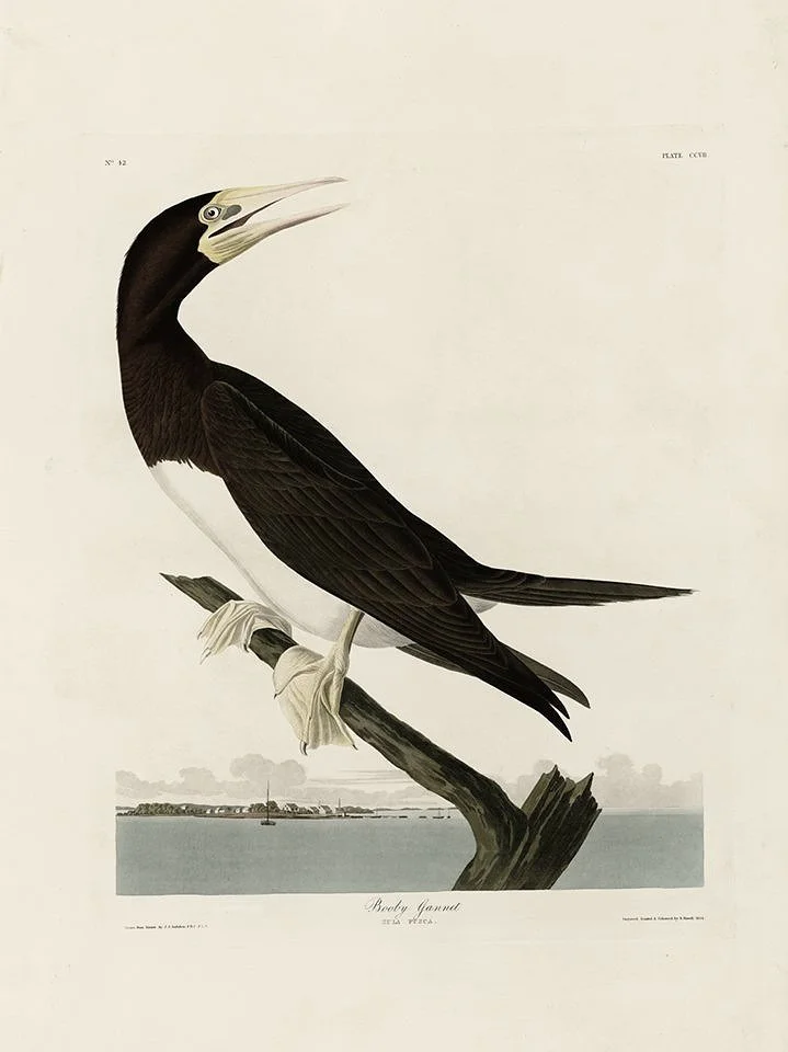 booby gannet audubon print